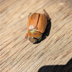 Anoplognathus brunnipennis at Holder, ACT - 8 Dec 2024 11:15 AM