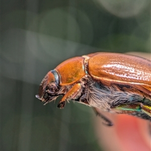 Anoplognathus brunnipennis at Holder, ACT - 8 Dec 2024