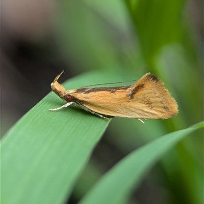 Thema brevivitella (A Concealer moth (Chezala Group)) at Holder, ACT - 9 Dec 2024 by Miranda