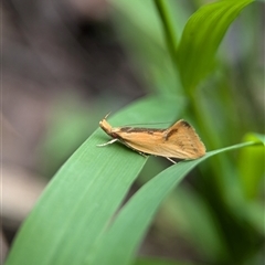 Thema brevivitella at Holder, ACT - 9 Dec 2024 11:46 AM