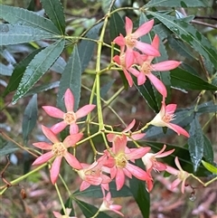 Ceratopetalum gummiferum (New South Wales Christmas-bush, Christmas Bush) at Bonny Hills, NSW - 9 Dec 2024 by pls047