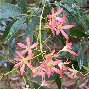 Ceratopetalum gummiferum at Bonny Hills, NSW - 9 Dec 2024