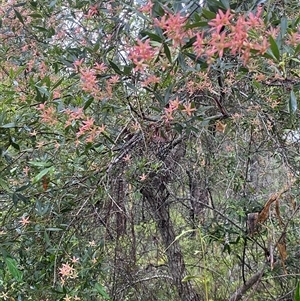 Ceratopetalum gummiferum at Bonny Hills, NSW - suppressed