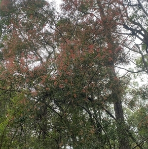 Ceratopetalum gummiferum at Bonny Hills, NSW - 9 Dec 2024