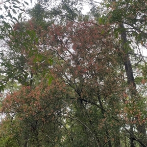 Ceratopetalum gummiferum at Bonny Hills, NSW - suppressed