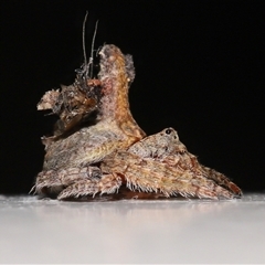 Dolophones sp. (genus) at Acton, ACT - suppressed