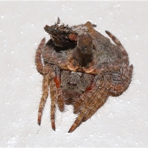 Dolophones sp. (genus) at Acton, ACT - suppressed