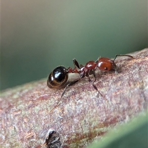 Monomorium / Chelaner (genus group) at Holder, ACT - 9 Dec 2024 12:17 PM