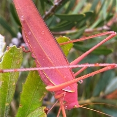 Caedicia sp. (genus) (Katydid) at Bonny Hills, NSW - 9 Dec 2024 by pls047