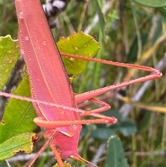 Caedicia sp. (genus) at Bonny Hills, NSW - suppressed