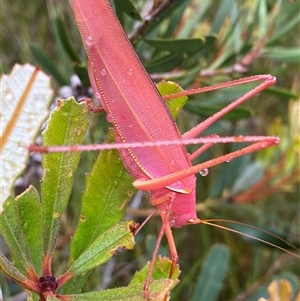 Caedicia sp. (genus) at Bonny Hills, NSW - suppressed