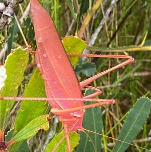 Caedicia sp. (genus) at Bonny Hills, NSW - suppressed