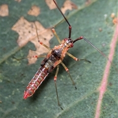 Rayieria acaciae (Acacia-spotting bug) at Holder, ACT - 9 Dec 2024 by Miranda