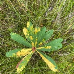 Unidentified Other Shrub at Bonny Hills, NSW - 9 Dec 2024 by pls047