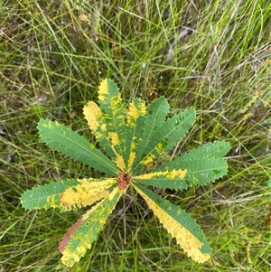 Banksia aemula at Bonny Hills, NSW - suppressed