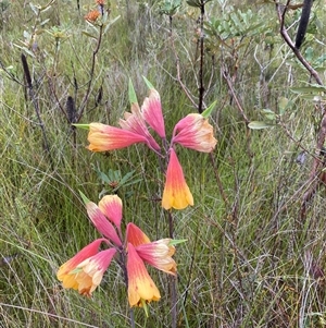 Blandfordia grandiflora at Bonny Hills, NSW - suppressed