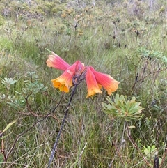 Blandfordia grandiflora at Bonny Hills, NSW - suppressed