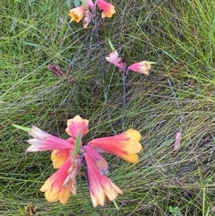 Blandfordia grandiflora at Bonny Hills, NSW - suppressed