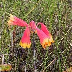 Blandfordia grandiflora at Bonny Hills, NSW - suppressed