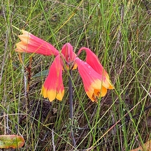 Blandfordia grandiflora at Bonny Hills, NSW - suppressed