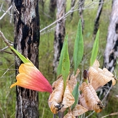 Blandfordia grandiflora at Bonny Hills, NSW - suppressed