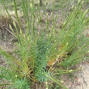 Reseda luteola at Kenny, ACT - 9 Dec 2024 08:44 AM