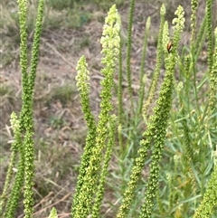 Reseda luteola at Kenny, ACT - 9 Dec 2024 08:44 AM