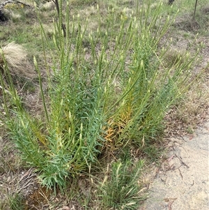 Reseda luteola at Kenny, ACT - 9 Dec 2024 08:44 AM