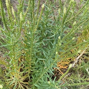 Reseda luteola at Kenny, ACT - 9 Dec 2024 08:44 AM