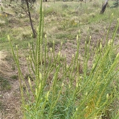 Reseda luteola at Kenny, ACT - 9 Dec 2024 08:44 AM