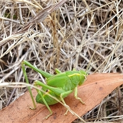 Caedicia simplex (Common Garden Katydid) at Yass River, NSW - 9 Dec 2024 by SenexRugosus