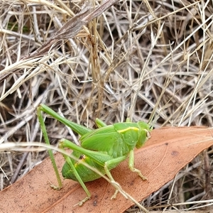 Caedicia simplex at Yass River, NSW - 9 Dec 2024