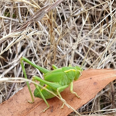 Caedicia simplex (Common Garden Katydid) at Yass River, NSW - 9 Dec 2024 by SenexRugosus