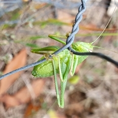 Caedicia simplex at Yass River, NSW - 9 Dec 2024