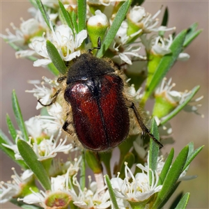 Bisallardiana gymnopleura at Tharwa, ACT - 8 Dec 2024 12:36 PM