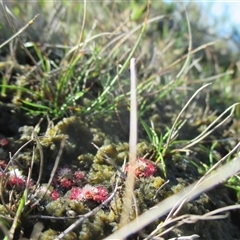 Drosera pygmaea (Tiny Sundew) at Wingan River, VIC - 4 May 2017 by JasonPStewartNMsnc2016