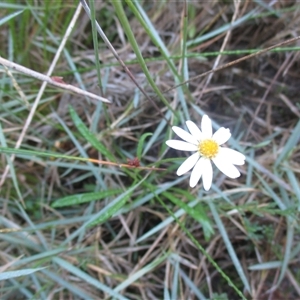 Brachyscome parvula at Wingan River, VIC - 4 May 2017 11:27 AM