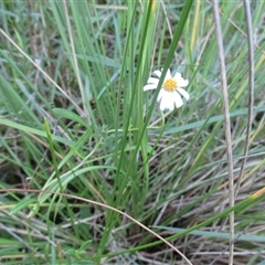 Brachyscome parvula at Wingan River, VIC - 4 May 2017 11:27 AM