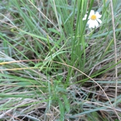 Brachyscome parvula at Wingan River, VIC - 4 May 2017 11:27 AM