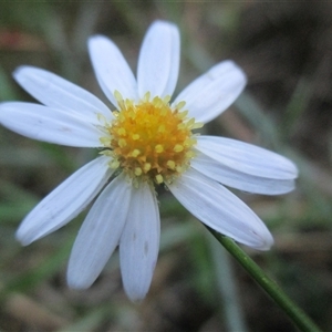 Brachyscome parvula at Wingan River, VIC - 4 May 2017 11:27 AM