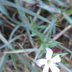 Samolus repens at Wingan River, VIC - 4 May 2017 11:29 AM