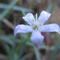 Samolus repens at Wingan River, VIC - 4 May 2017