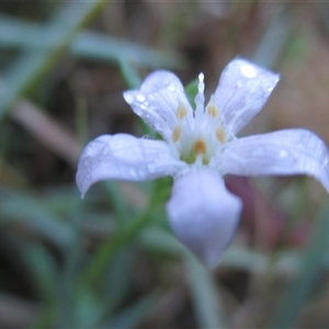 Samolus repens at Wingan River, VIC - 4 May 2017