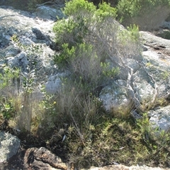 Samolus repens at Wingan River, VIC - 4 May 2017