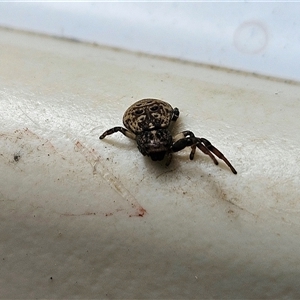 Cymbacha ocellata at Hawker, ACT - suppressed