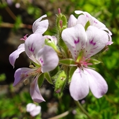 Pelargonium australe (Austral Stork's-bill) at Yarralumla, ACT - 28 Nov 2024 by AndyRussell