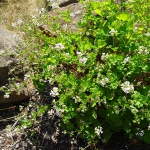 Pelargonium australe at Yarralumla, ACT - 28 Nov 2024 10:04 AM