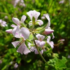 Pelargonium australe at Yarralumla, ACT - 28 Nov 2024 10:04 AM