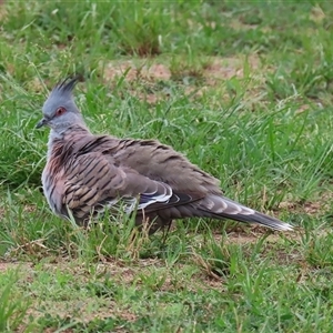 Ocyphaps lophotes (Crested Pigeon) at Isabella Plains, ACT by RodDeb