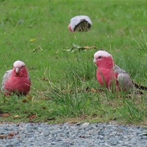 Eolophus roseicapilla (Galah) at Isabella Plains, ACT by RodDeb